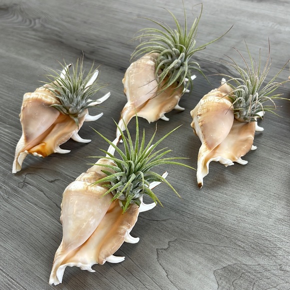 🔆AIR PLANT BUDDY🔆 WITH REAL SEA SHELL HAND MADE AND UNIQUE - Picture 4 of 16